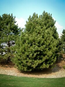 Сосна Чёрная (Pinus Nigra) купить по цене от 270.00р. в интернет-магазине «Посадика» с доставкой почтой в в Боре и по всей России – [изображение №1].