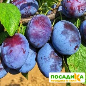 Слива Чачакская ранняя купить по цене от 229.00р. в интернет-магазине «Посадика» с доставкой почтой в в Боре и по всей России – [изображение №1].