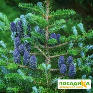 Пихта корейская (Abies koreana) купить по цене от 450.00р. в интернет-магазине «Посадика» с доставкой почтой в в Боре и по всей России – [изображение №1].