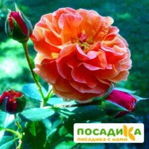 Роза Арабия купить по цене от 350.00р. в интернет-магазине «Посадика» с доставкой почтой в в Боре и по всей России – [изображение №1].