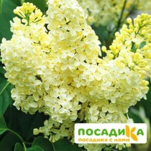 Сирень Примроуз (Primrose) купить по цене от 529.00р. в интернет-магазине «Посадика» с доставкой почтой в в Боре и по всей России – [изображение №1].