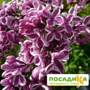 Сирень Сенсация купить по цене от 529.00р. в интернет-магазине «Посадика» с доставкой почтой в в Боре и по всей России – [изображение №1].