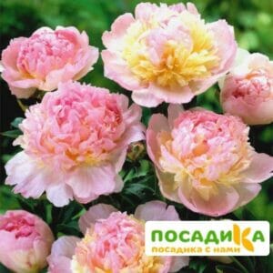 Пион Распберри Сандей (Paeonia Raspberry Sundae) купить по цене от 959р. в интернет-магазине «Посадика» с доставкой почтой в в Боре и по всей России – [изображение №1].