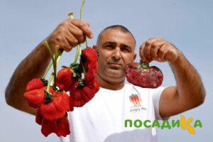 Клубника Гигант Джорнея купить по цене от 266р. в интернет-магазине «Посадика» с доставкой почтой в в Боре и по всей России – [изображение №1].