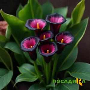 Калла Аура Лейс купить по цене от 400р. в интернет-магазине «Посадика» с доставкой почтой в в Боре и по всей России – [изображение №1].