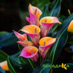 Калла Оникс купить по цене от 450р. в интернет-магазине «Посадика» с доставкой почтой в в Боре и по всей России – [изображение №1].