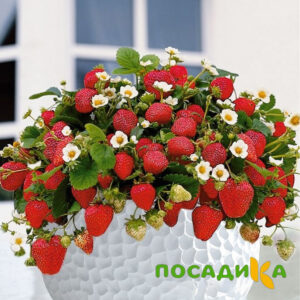 Клубника Рубиновый Шепот (горшечная) купить по цене от 240р. в интернет-магазине «Посадика» с доставкой почтой в в Боре и по всей России – [изображение №1].