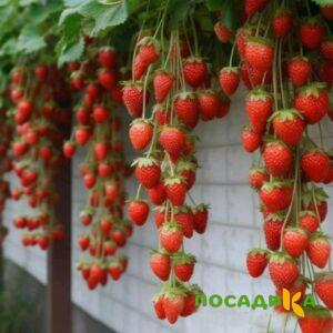 Клубника вьющаяся Комплимент купить по цене от 470р. в интернет-магазине «Посадика» с доставкой почтой в в Боре и по всей России – [изображение №1].