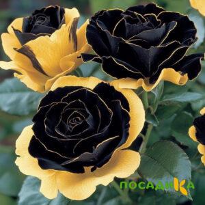Роза Ханни Сикл купить по цене от 700р. в интернет-магазине «Посадика» с доставкой почтой в в Боре и по всей России – [изображение №1].