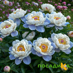 Пион акварельный Этюд купить по цене от 806р. в интернет-магазине «Посадика» с доставкой почтой в в Боре и по всей России – [изображение №1].