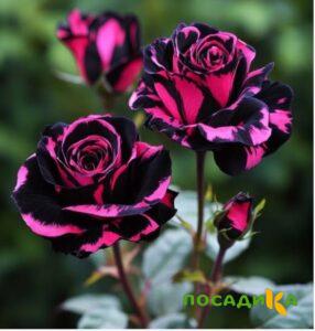 Роза Багровый Шепот купить по цене от 366р. в интернет-магазине «Посадика» с доставкой почтой в в Боре и по всей России – [изображение №1].