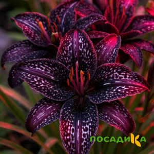Лилейник Вояж купить по цене от 699р. в интернет-магазине «Посадика» с доставкой почтой в в Боре и по всей России – [изображение №1].