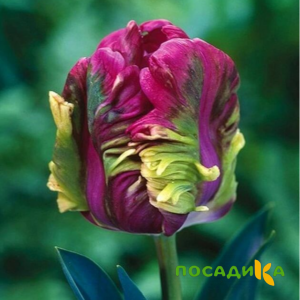 Тюльпан Экзотик Хэвен купить по цене от 186р. в интернет-магазине «Посадика» с доставкой почтой в в Боре и по всей России – [изображение №1].