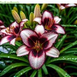 Лилейник Крим Сикл купить по цене от 799р. в интернет-магазине «Посадика» с доставкой почтой в в Боре и по всей России – [изображение №1].