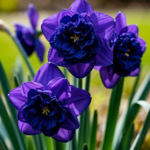 Нарцисс Арт Нуво купить по цене от 378р. в интернет-магазине «Посадика» с доставкой почтой в в Боре и по всей России – [изображение №1].