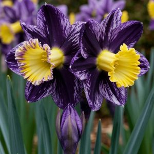 Нарцисс Акропоис купить по цене от 382р. в интернет-магазине «Посадика» с доставкой почтой в в Боре и по всей России – [изображение №1].