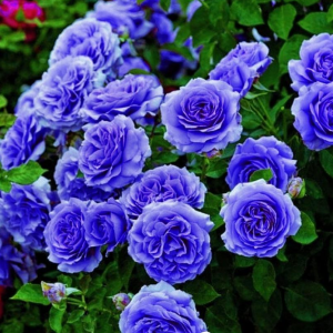Роза Блю Мун купить по цене от 450р. в интернет-магазине «Посадика» с доставкой почтой в в Боре и по всей России – [изображение №1].