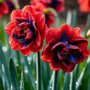 Нарцисс Эрличе купить по цене от 386р. в интернет-магазине «Посадика» с доставкой почтой в в Боре и по всей России – [изображение №1].