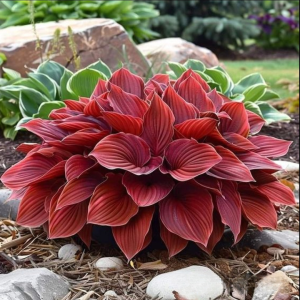 Хоста Рэд Эйнджл купить по цене от 549р. в интернет-магазине «Посадика» с доставкой почтой в в Боре и по всей России – [изображение №1].