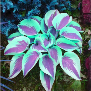 Хоста Висперин Бьюти купить по цене от 379р. в интернет-магазине «Посадика» с доставкой почтой в в Боре и по всей России – [изображение №1].