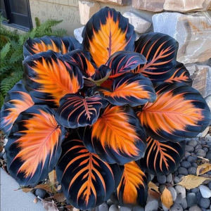 Хоста Сикрет Форест купить по цене от 601р. в интернет-магазине «Посадика» с доставкой почтой в в Боре и по всей России – [изображение №1].