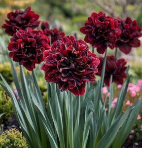 Нарцисс Малиновая Вуаль купить по цене от 3000р. в интернет-магазине «Посадика» с доставкой почтой в в Боре и по всей России – [изображение №1].