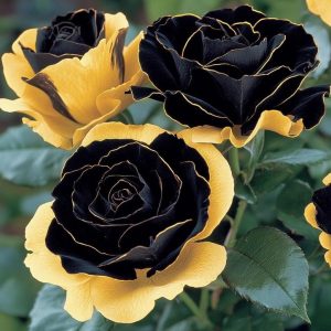 Роза Ханни Сикл купить по цене от 700р. в интернет-магазине «Посадика» с доставкой почтой в в Боре и по всей России – [изображение №1].